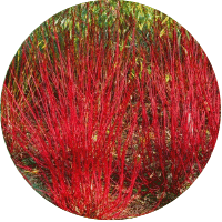 Grimonis